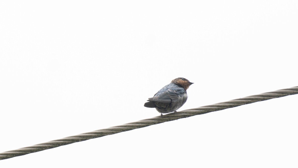 Hill Swallow - ML640756565