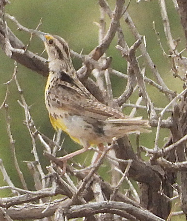 mesquitelerketrupial - ML640756568