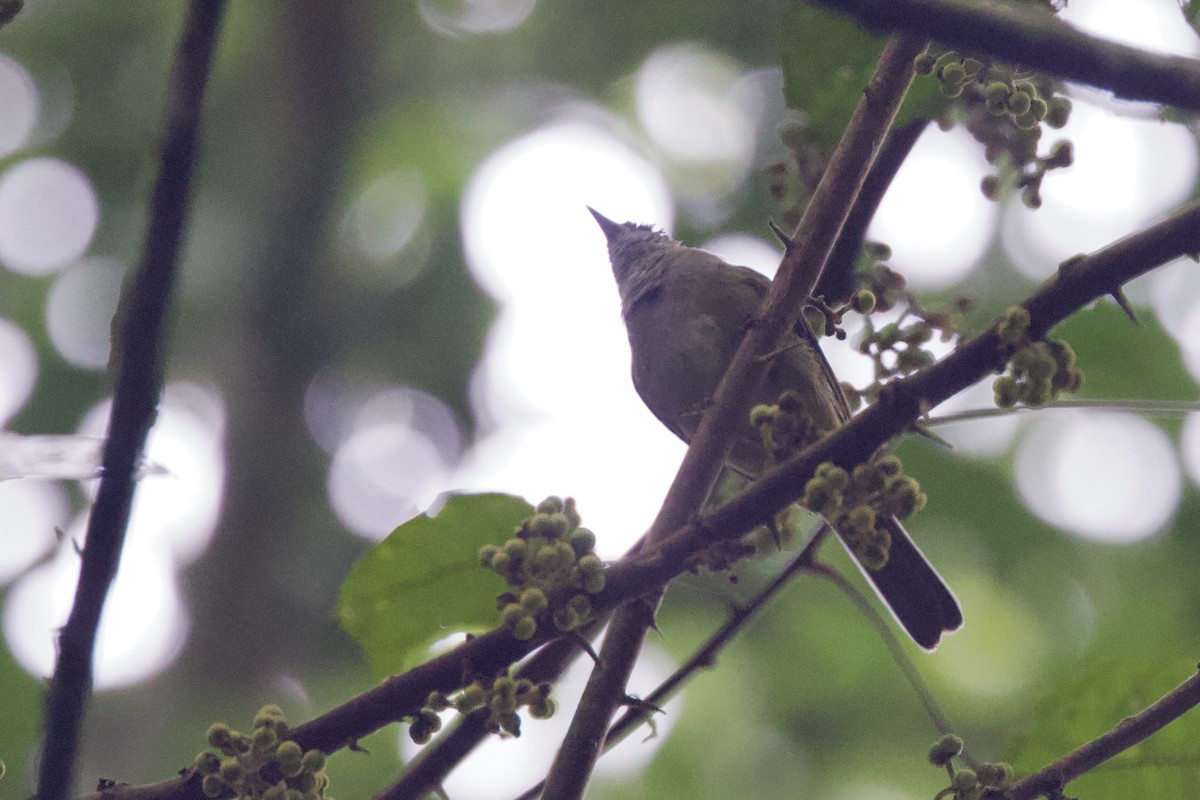 Gray Greenbul - ML640756593