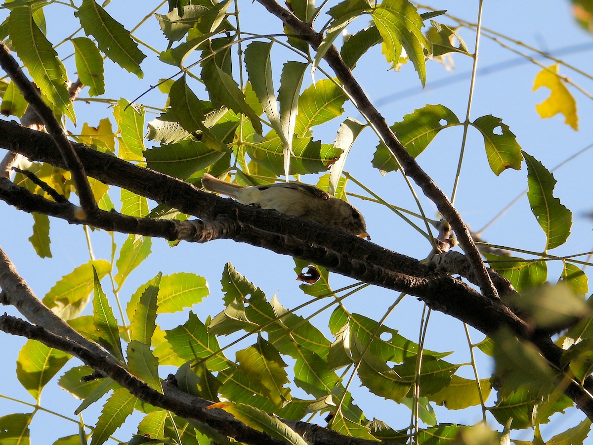 Brooks's Leaf Warbler - ML640756665