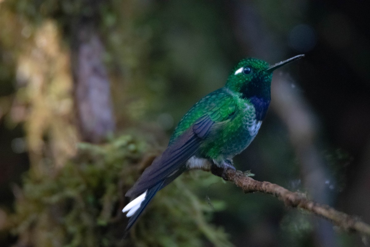 Purple-bibbed Whitetip - ML640756672
