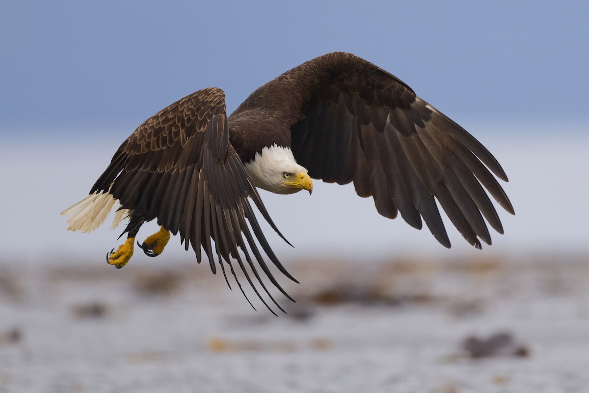 Bald Eagle - ML640756754