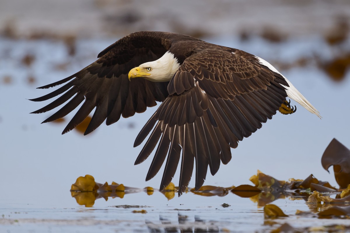 Bald Eagle - ML640756772