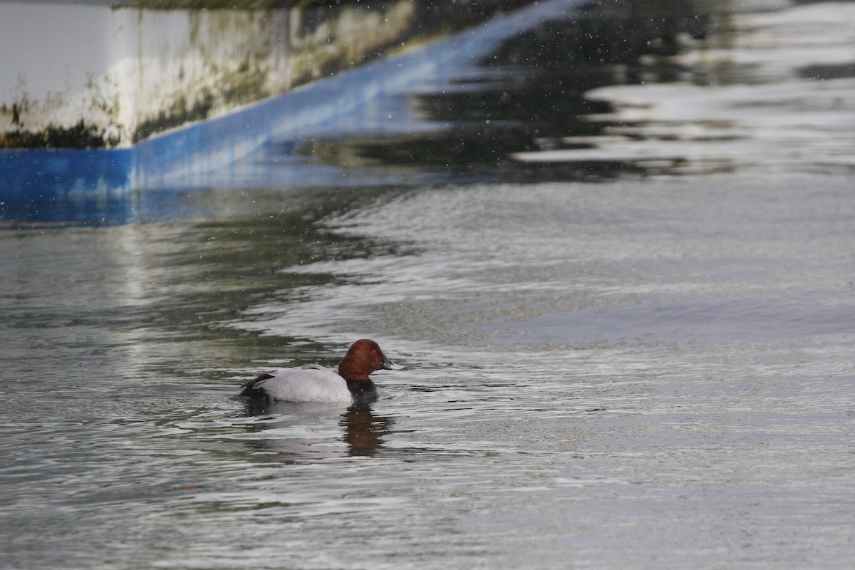 Common Pochard - ML640756781