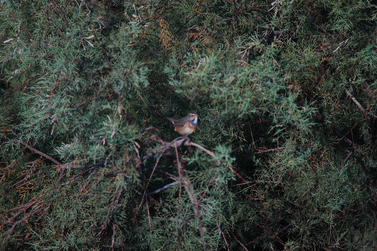 Bluethroat - ML640756808