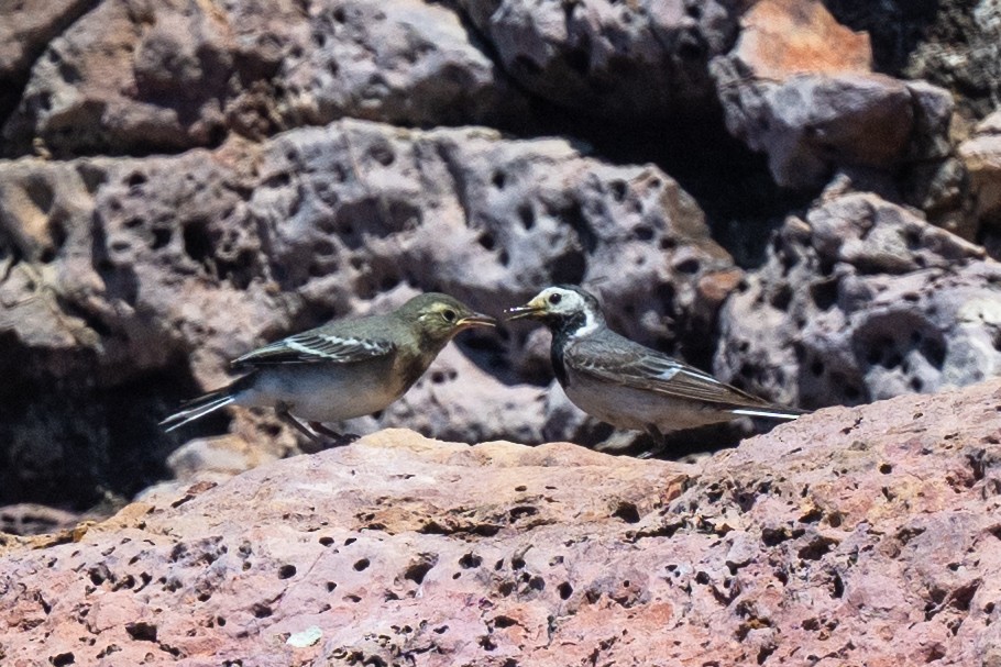 White Wagtail (White-faced) - ML640756824