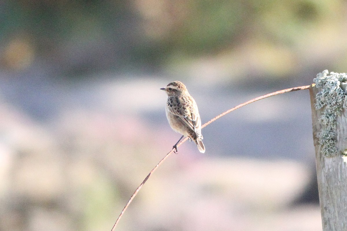 Whinchat - ML640756846