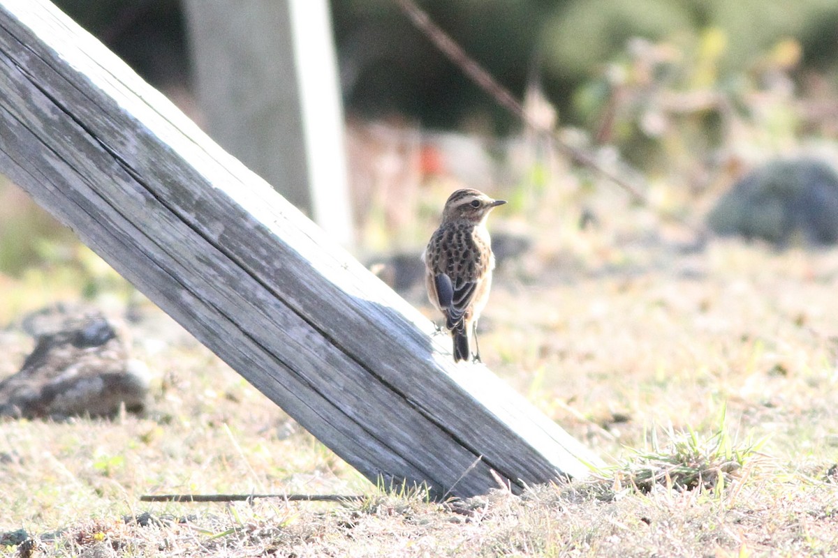 Whinchat - ML640756847