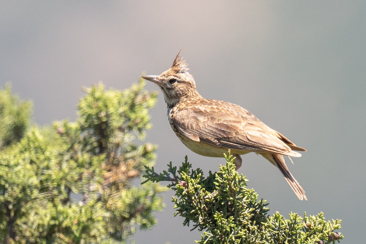 Cochevis de Thékla ou C. huppé - ML640756855