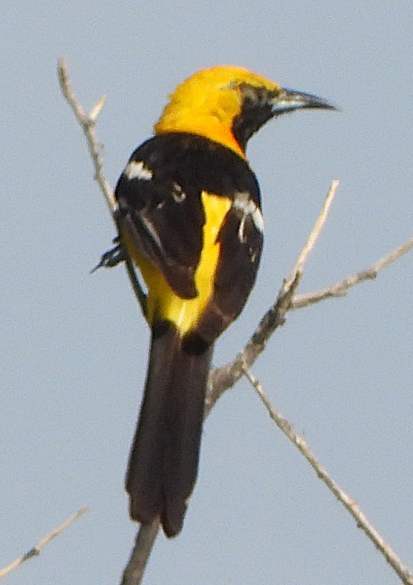 palmetrupial - ML640756875