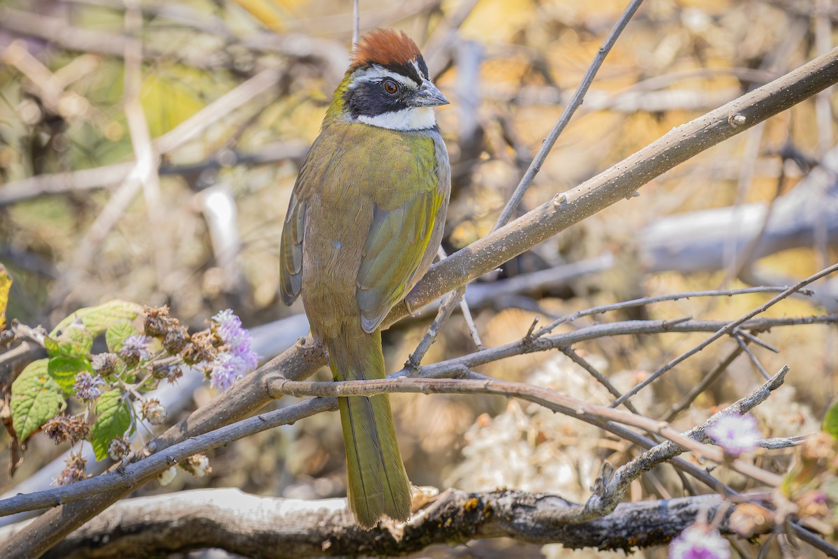 Collared Towhee - ML640756926
