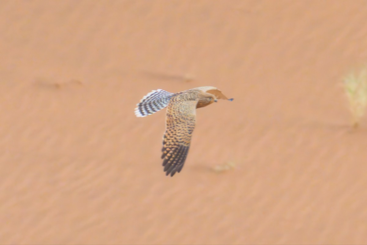 Greater Kestrel - ML640756948