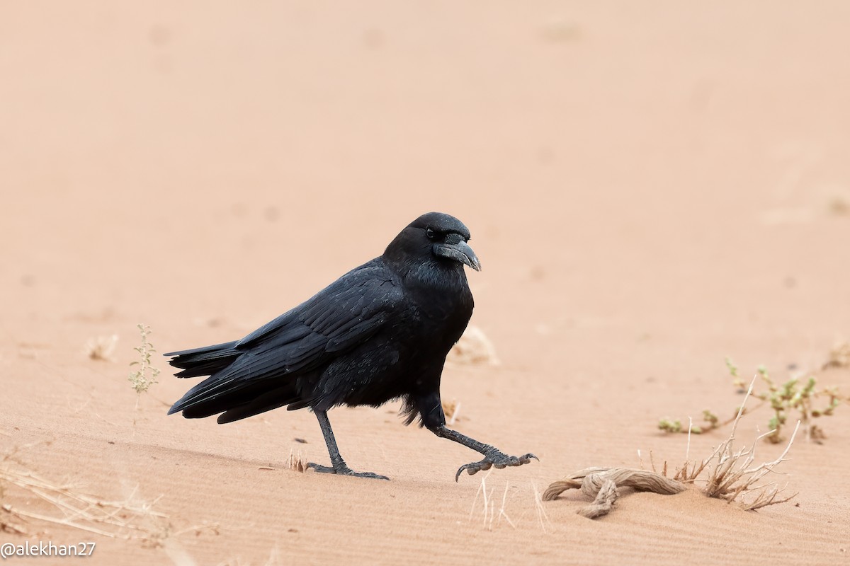 Cape Crow - ML640756959