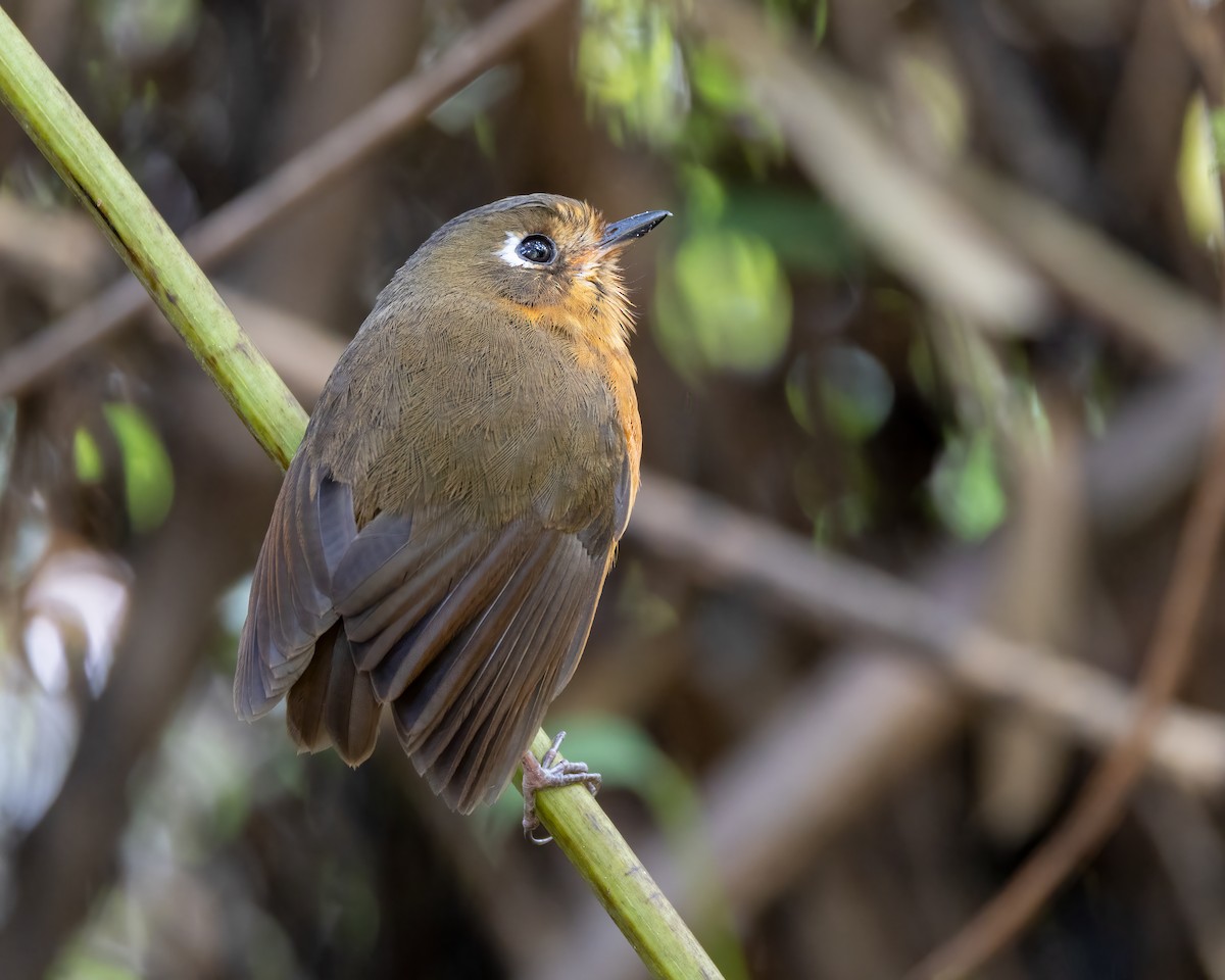 Leymebamba Antpitta - ML640756979