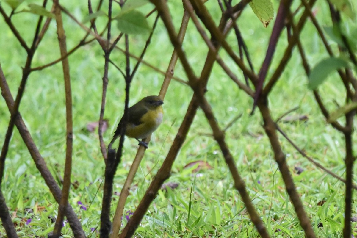 Black-and-yellow Tanager - ML640756987
