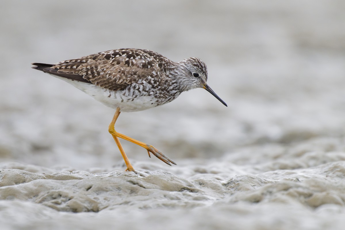 Lesser Yellowlegs - ML640756992