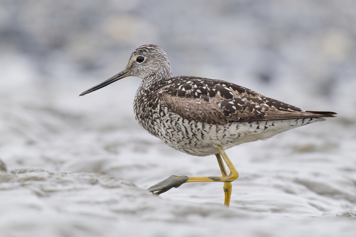 Greater Yellowlegs - ML640757000