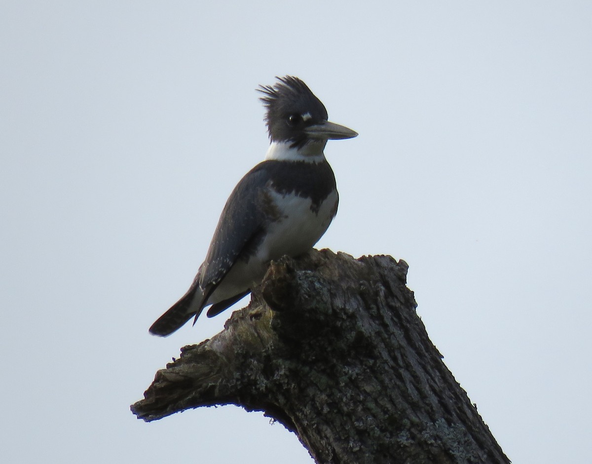 Belted Kingfisher - ML640757005
