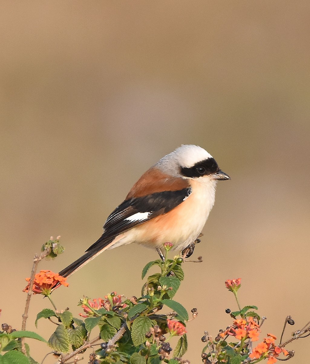 Bay-backed Shrike - ML640757017