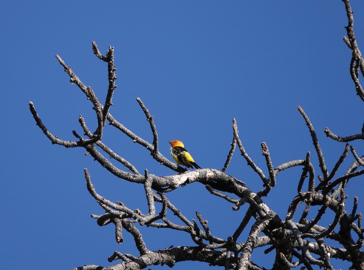 Western Tanager - ML640757022
