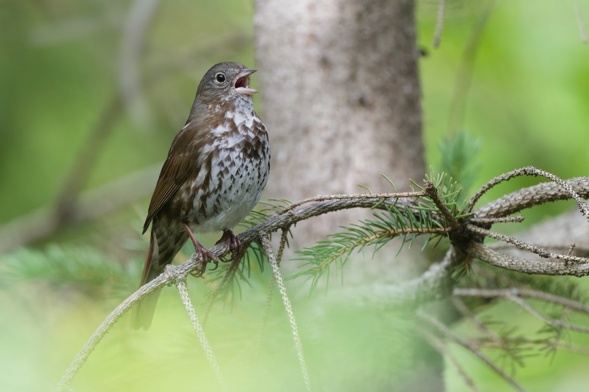 Fox Sparrow (Sooty) - ML640757027