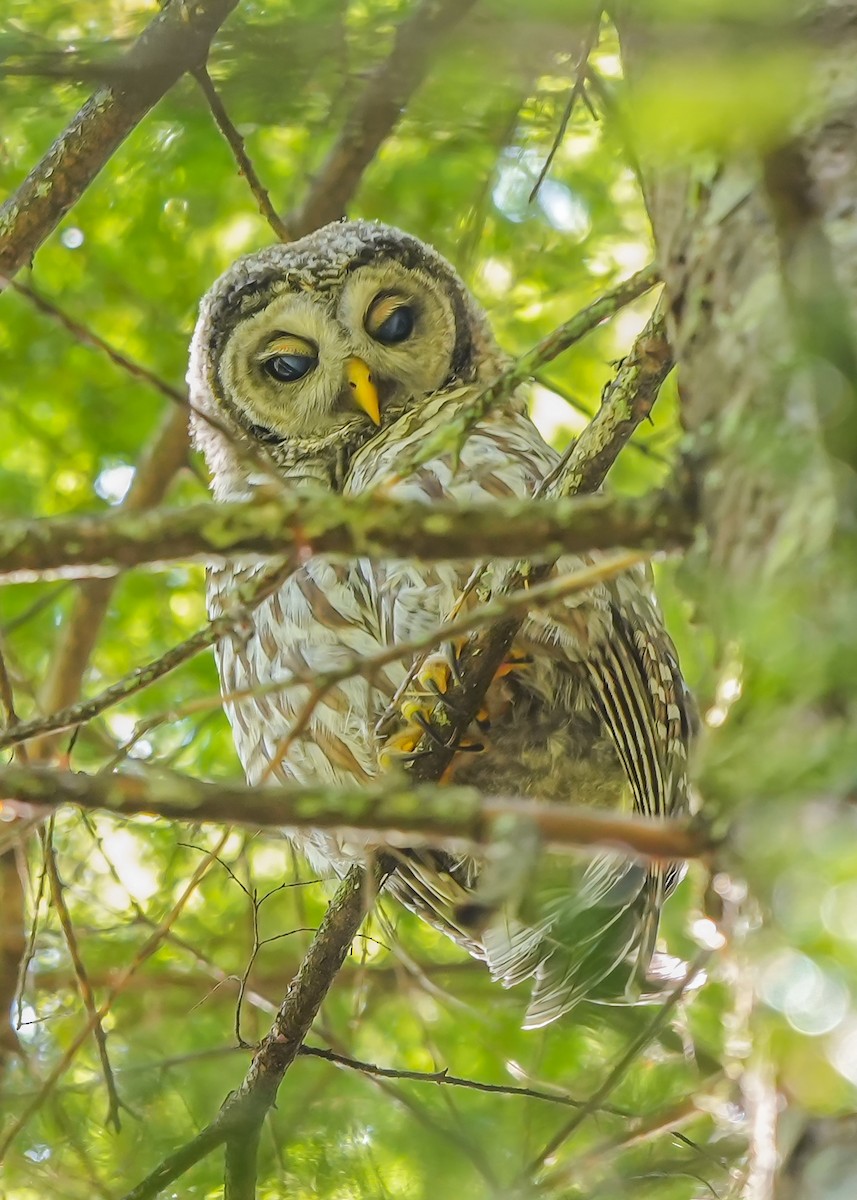 Barred Owl - ML640757044