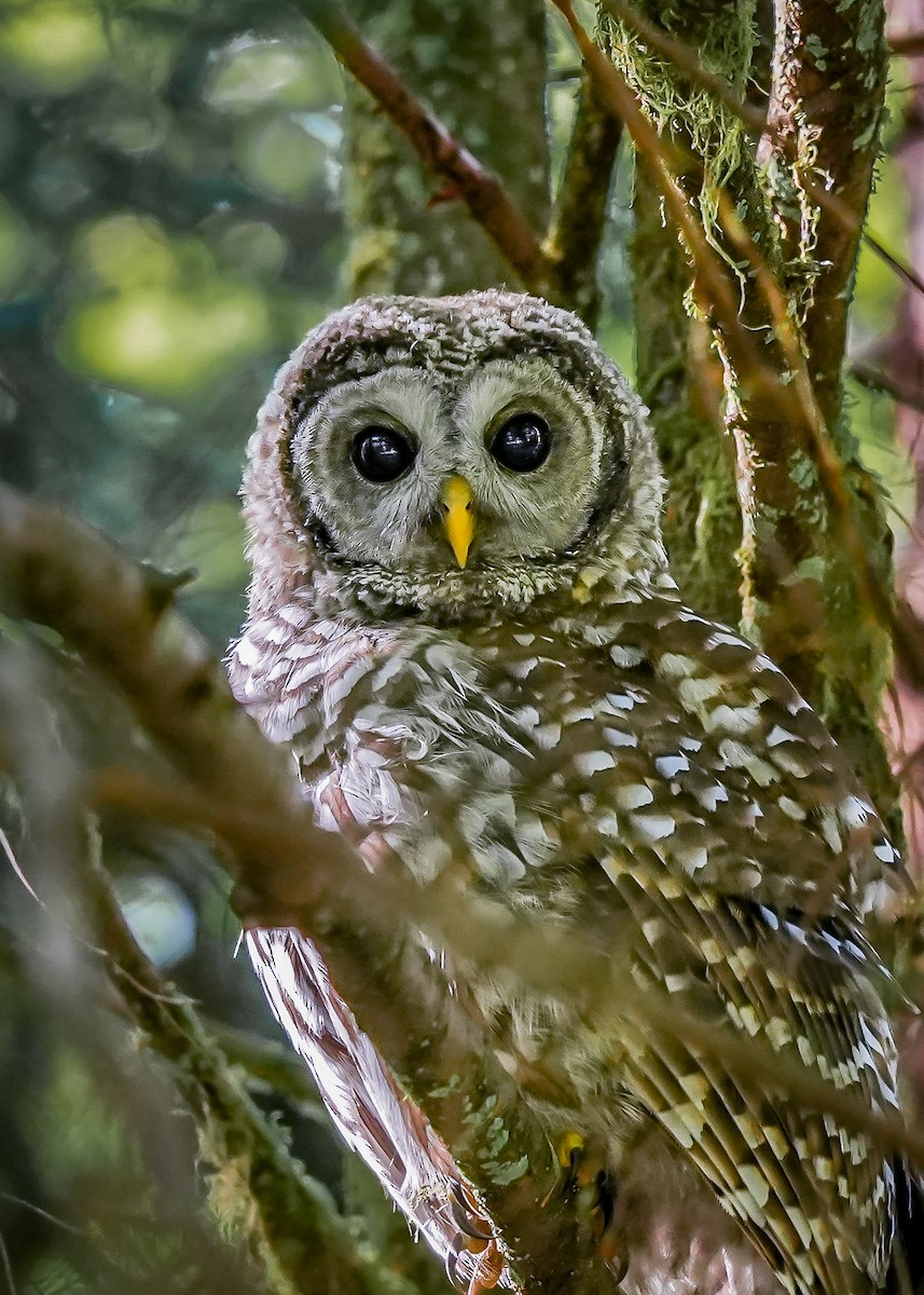 Barred Owl - ML640757045