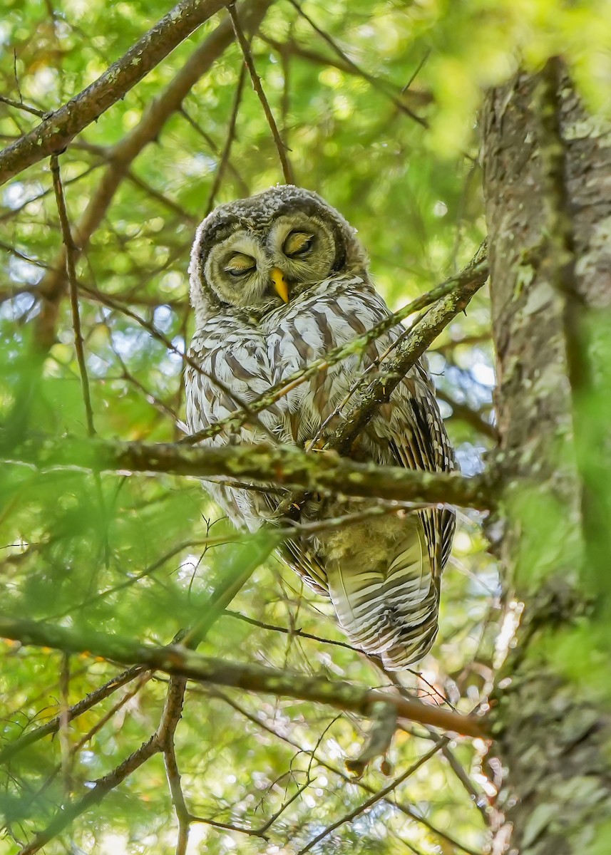 Barred Owl - ML640757046
