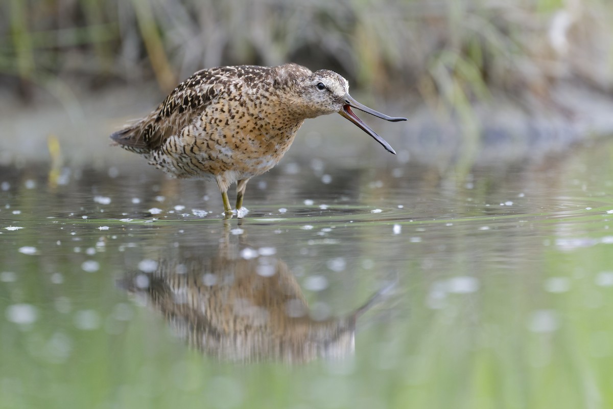 Short-billed Dowitcher - ML640757054