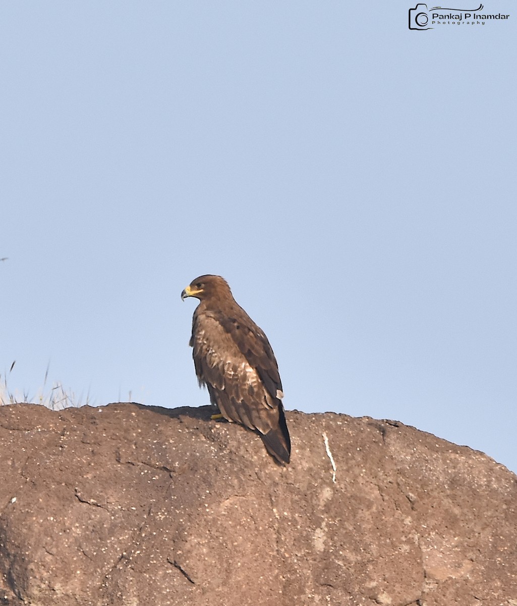 Steppe Eagle - ML640757099