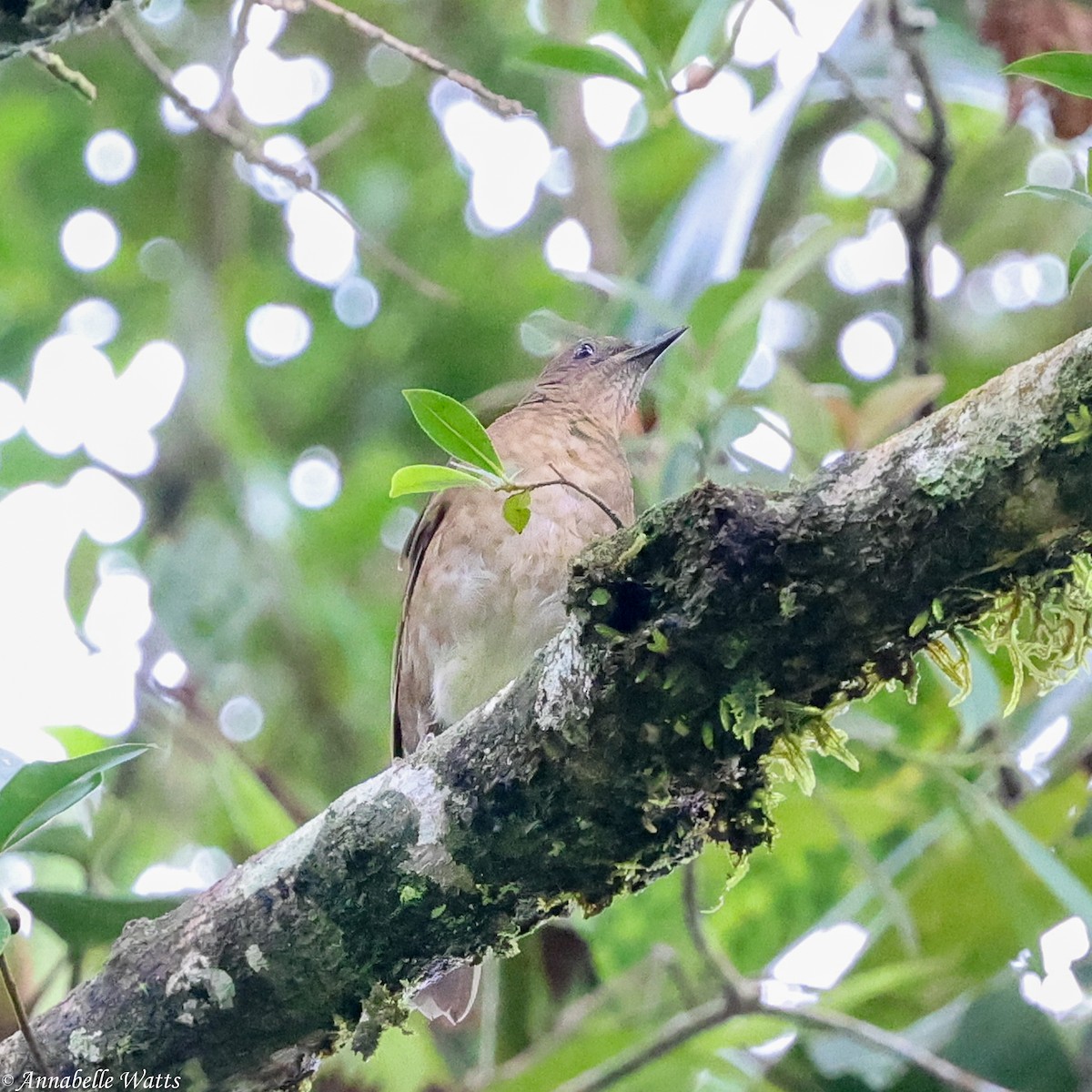 Pale-vented Thrush - ML640757114