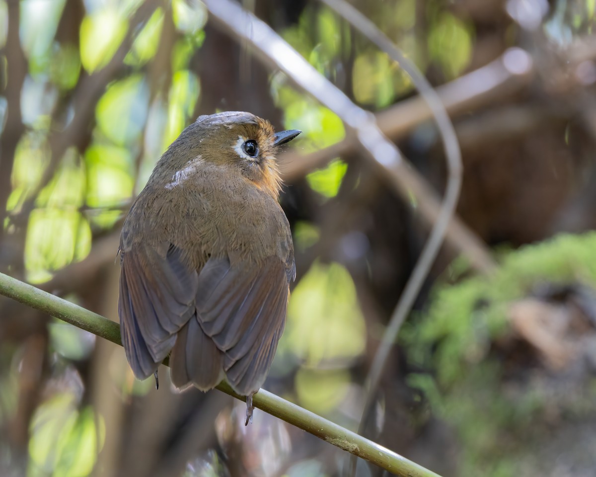 Leymebamba Antpitta - ML640757118