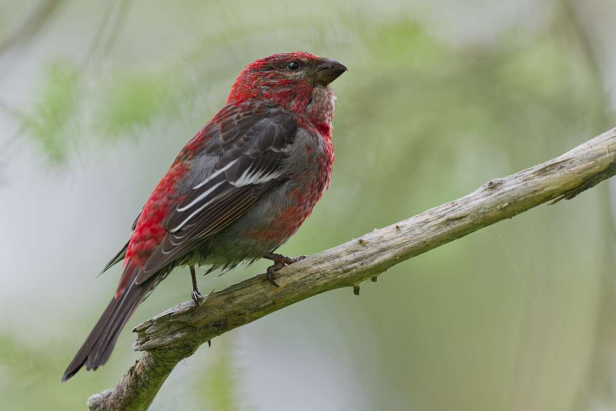 Pine Grosbeak - ML640757125