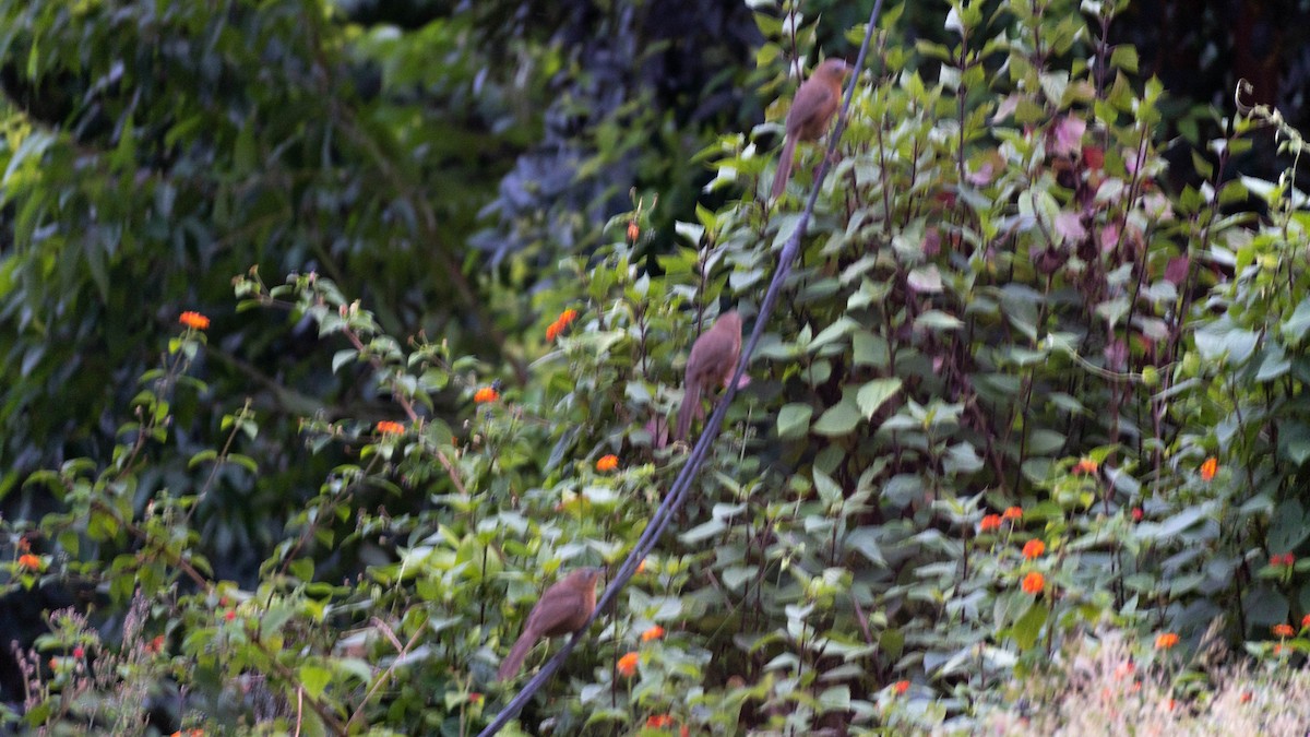 Rufous Babbler - ML640757183