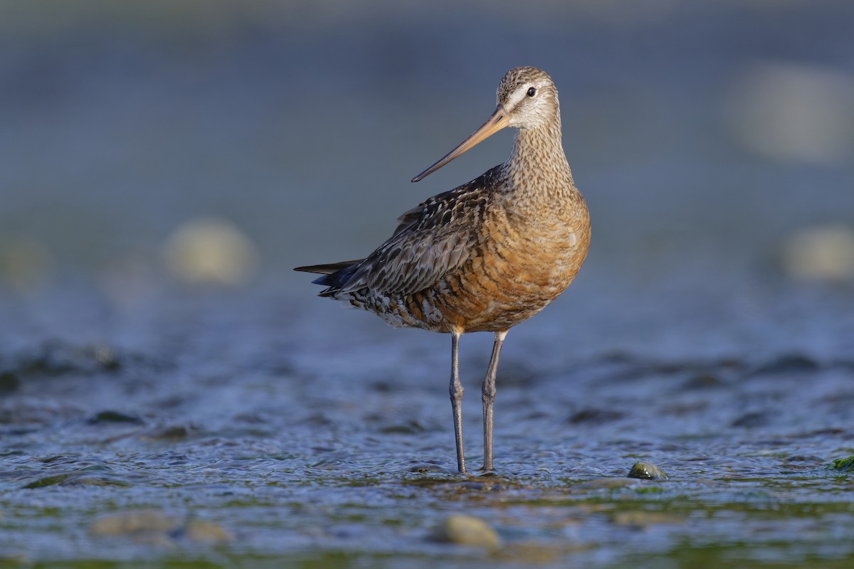 Hudsonian Godwit - ML640757191