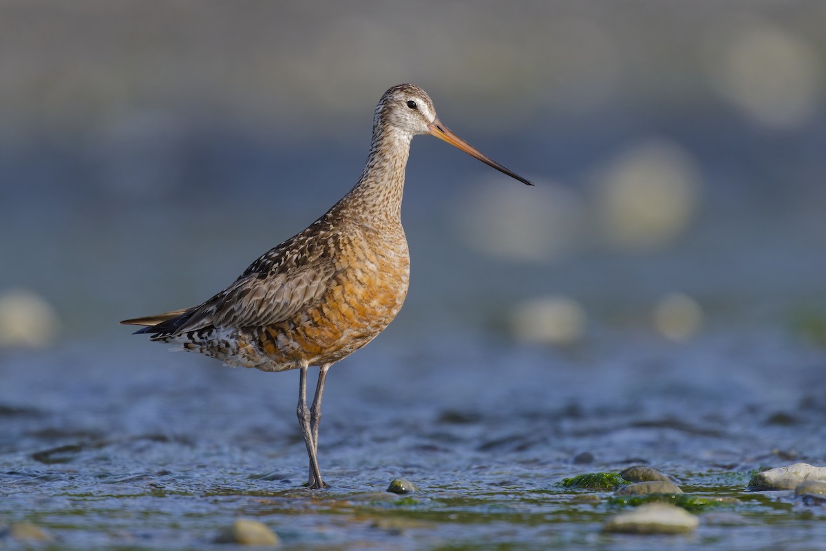 Hudsonian Godwit - ML640757192