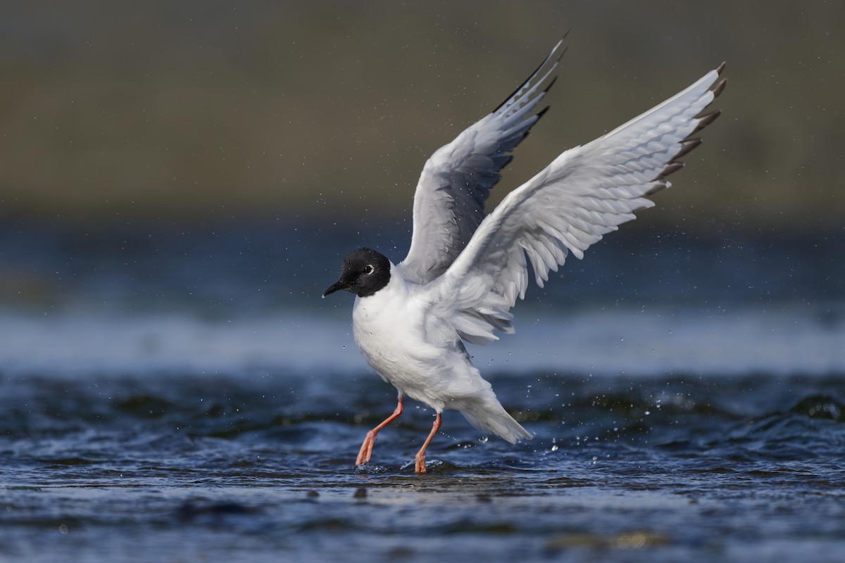 Bonaparte's Gull - ML640757201
