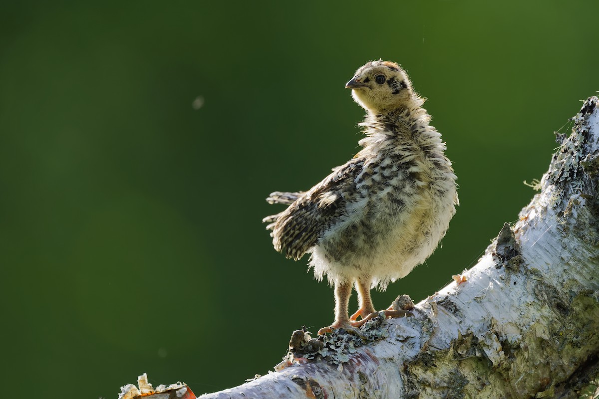 Spruce Grouse - ML640757255