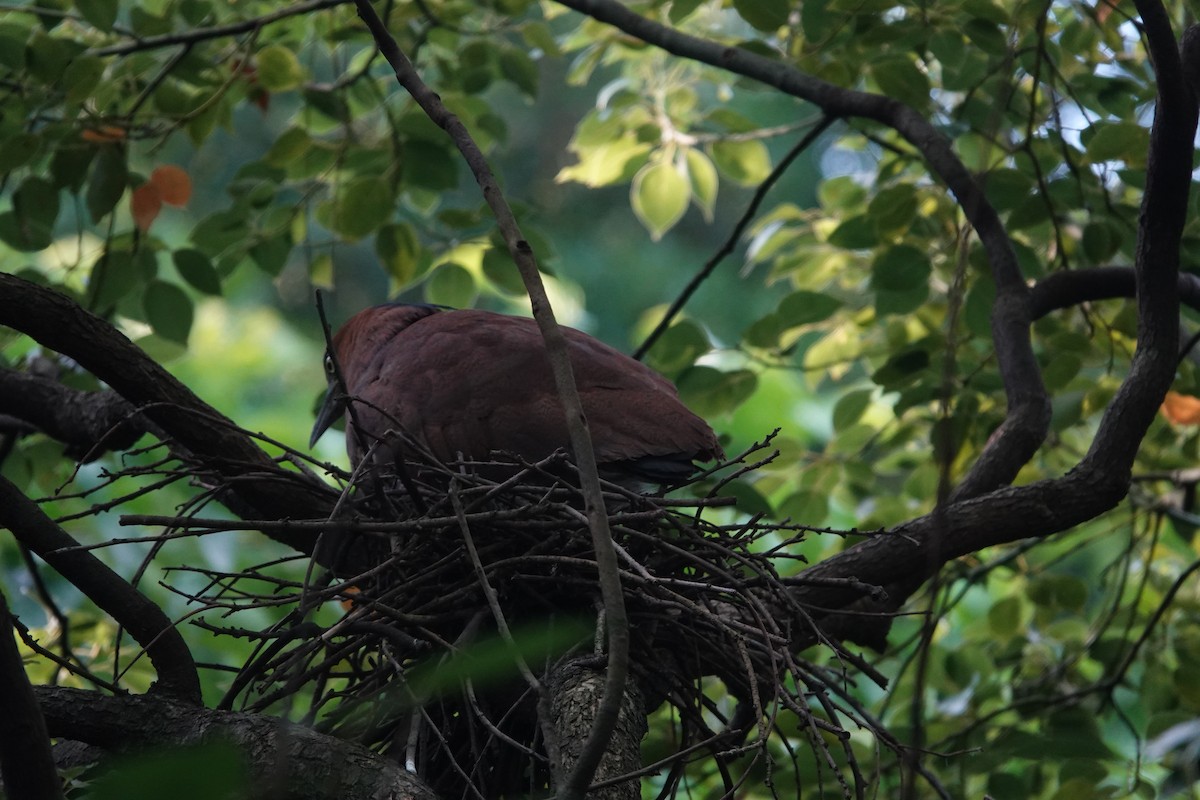 Malayan Night Heron - ML640757274