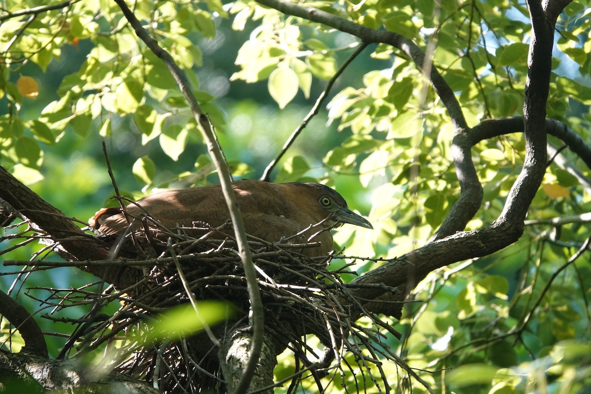 Malayan Night Heron - ML640757275