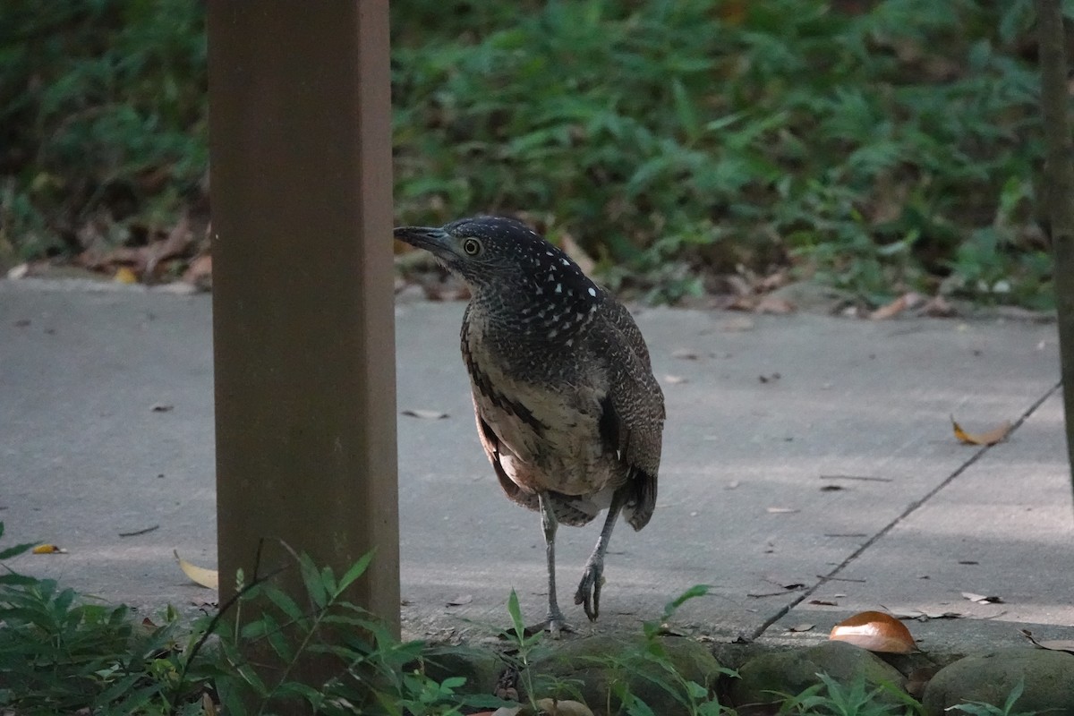 Malayan Night Heron - ML640757276