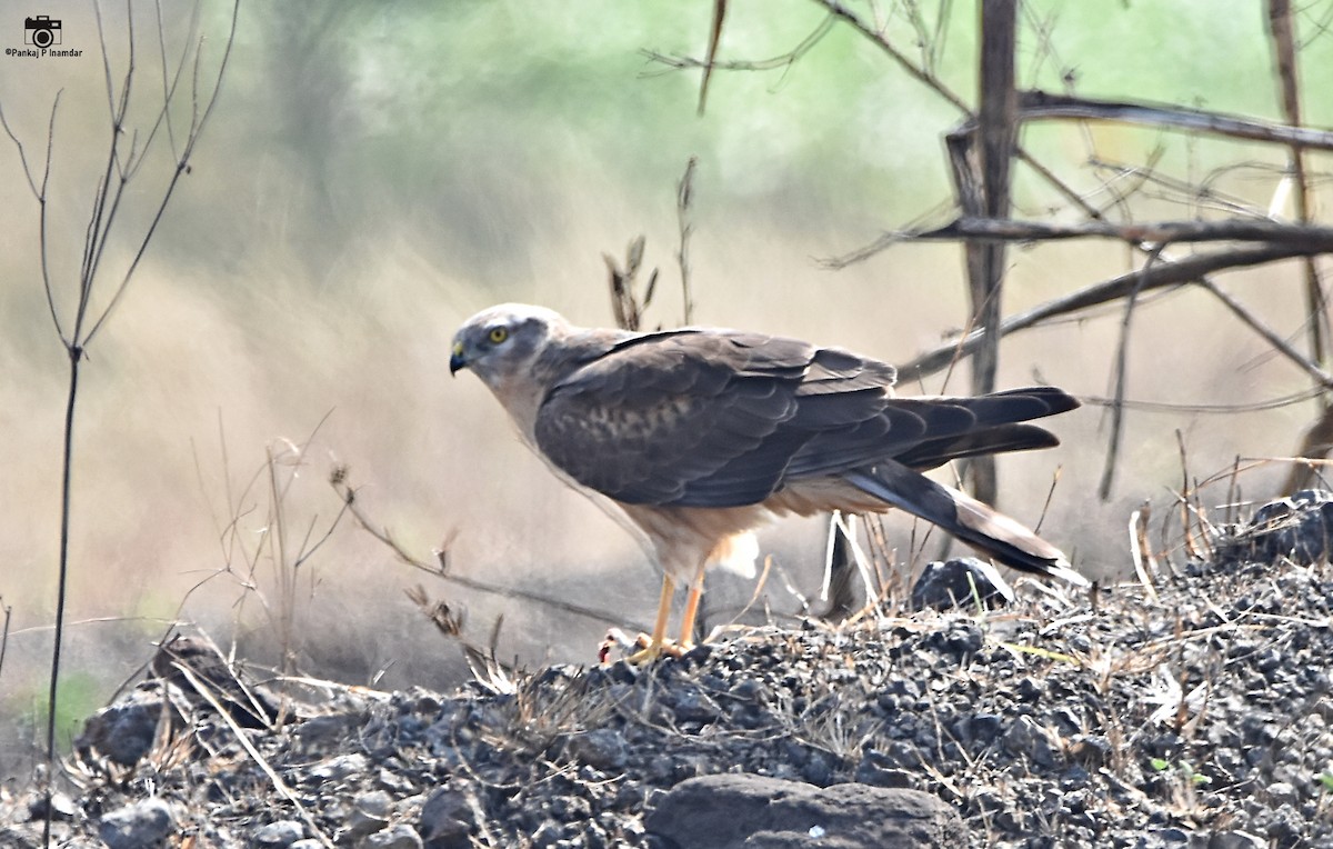Pallid Harrier - ML640757288