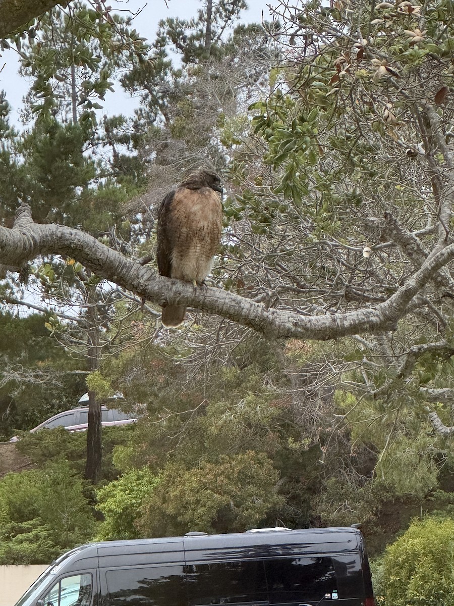Red-tailed Hawk - ML640757292