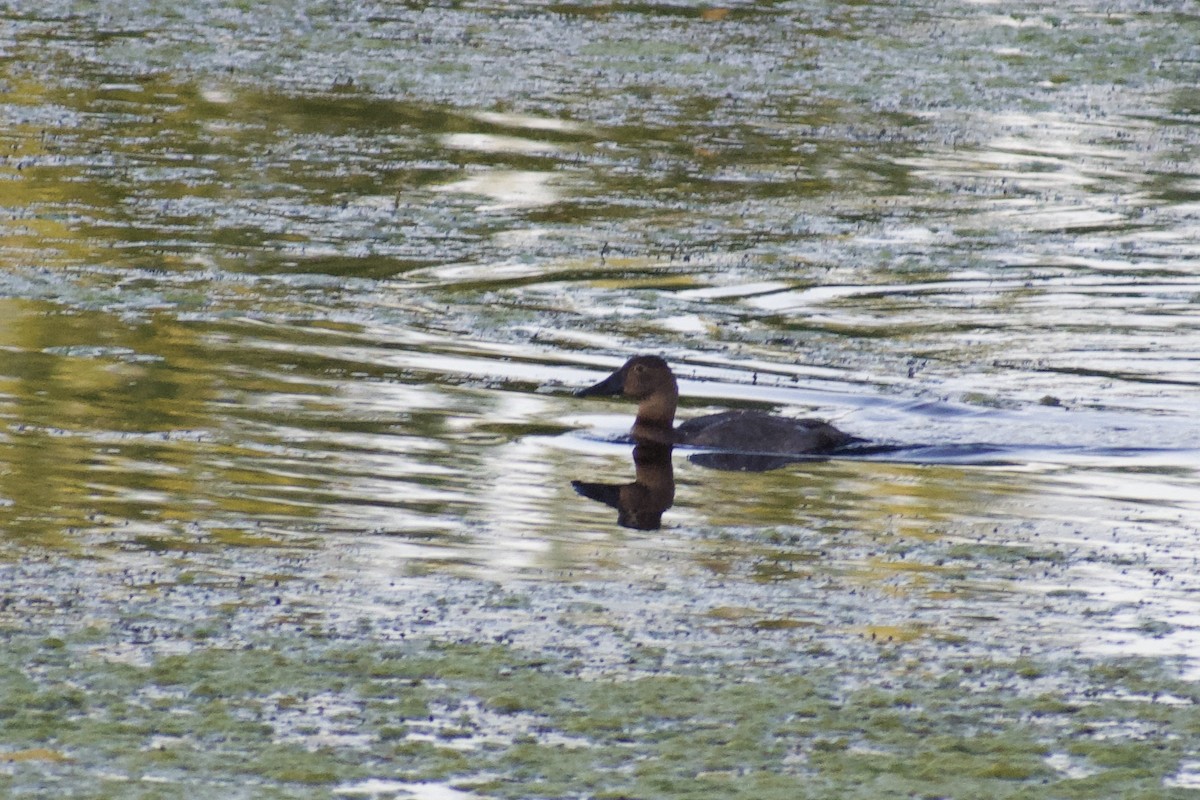 Canvasback - ML640757322
