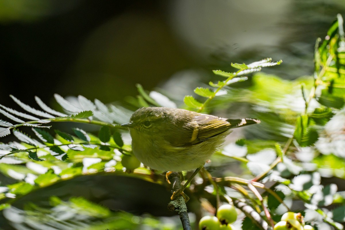 Buff-barred Warbler - ML640757341