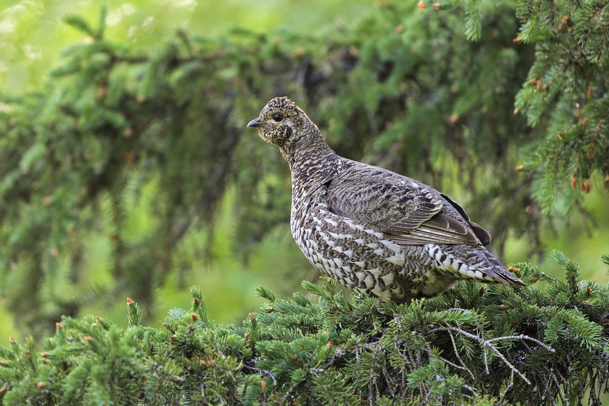 Spruce Grouse - ML640757345