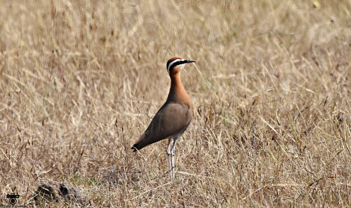 Indian Courser - ML640757346