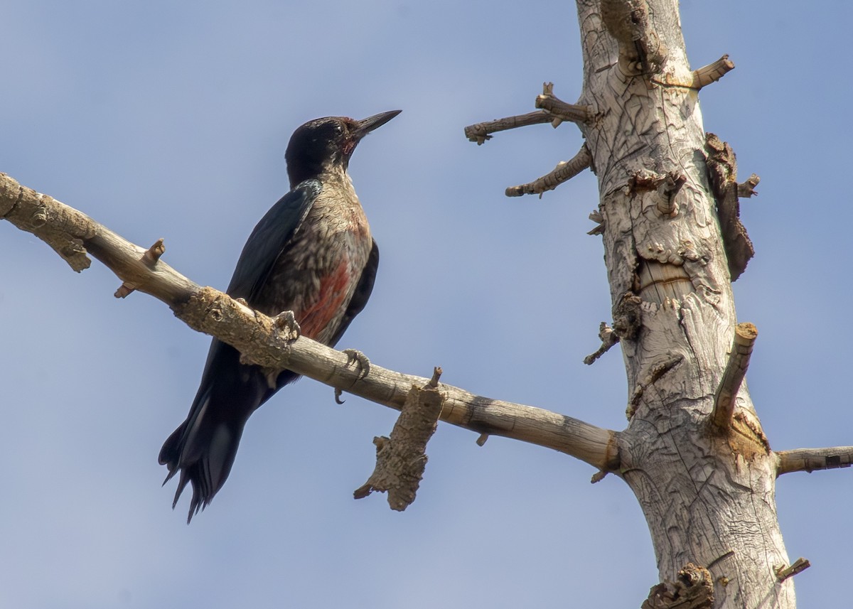 Lewis's Woodpecker - ML640757347