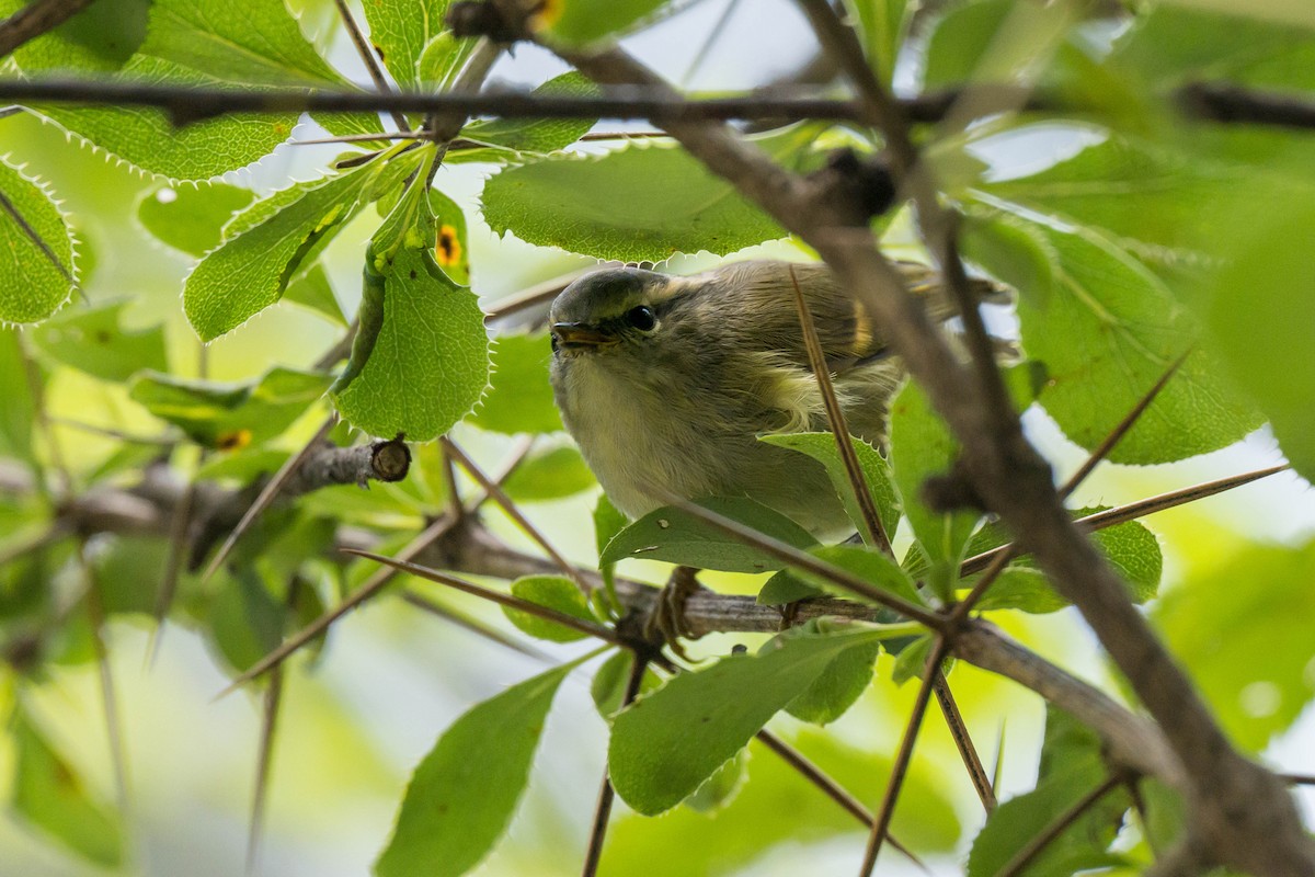 Buff-barred Warbler - ML640757351