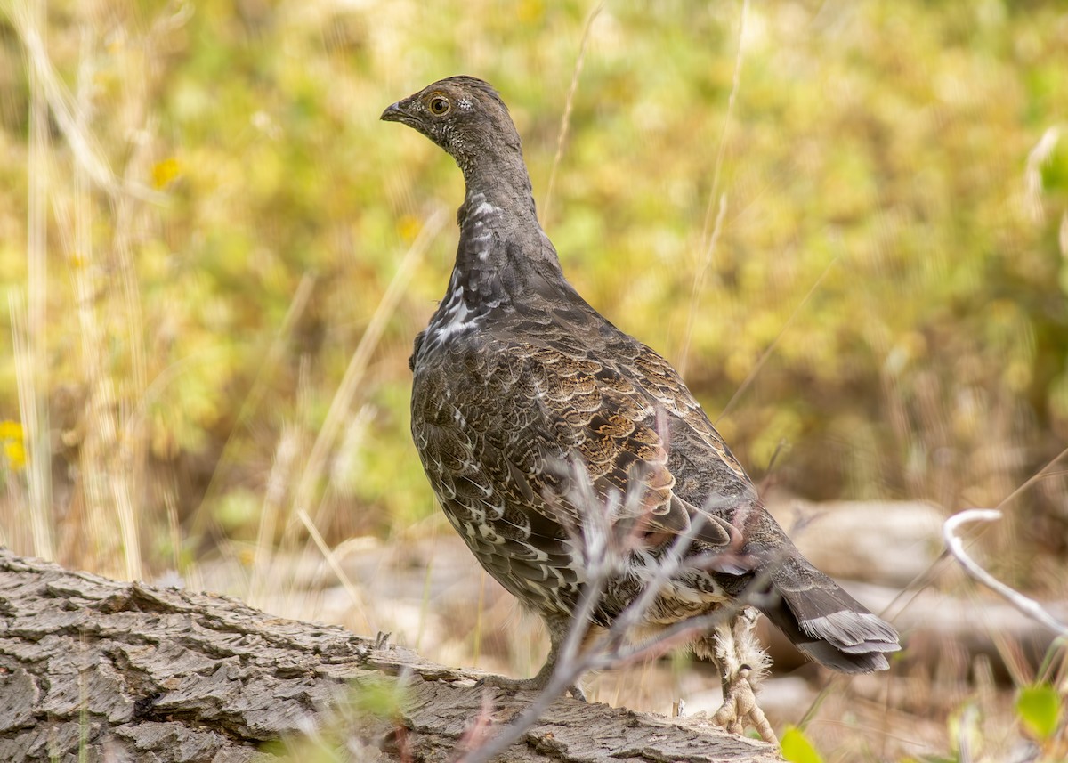 Dusky Grouse - ML640757352